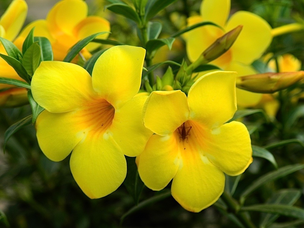 alamanda