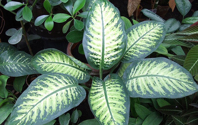 comigo ninguem pode planta