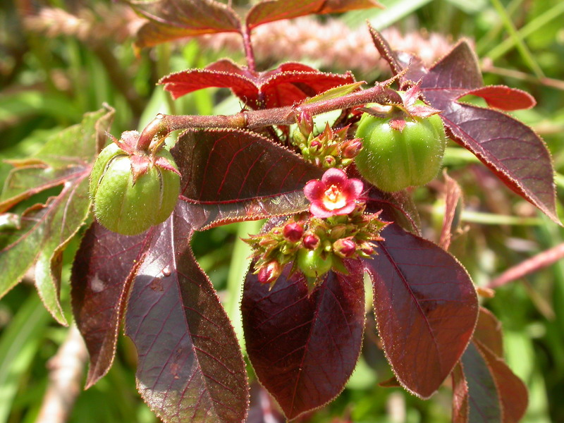 pinhao roxo planta