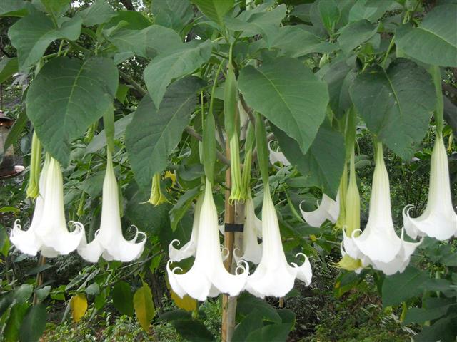 saia branca planta