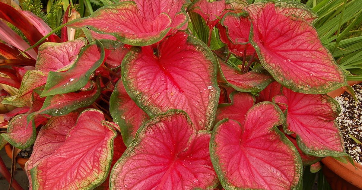 tinhorao planta